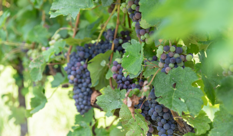 winogrona odmiana nero
