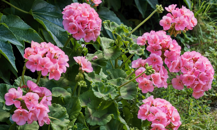 różowa pelargonia rabatowa Pelargonium zonale
