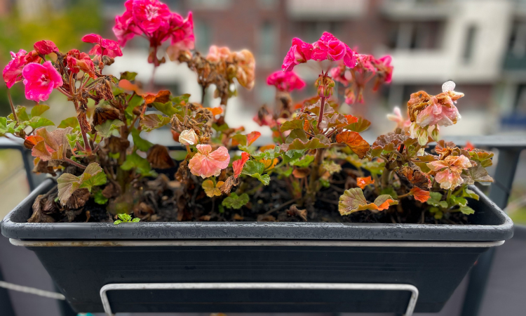 pelargonia zainfekowana szkodnikami