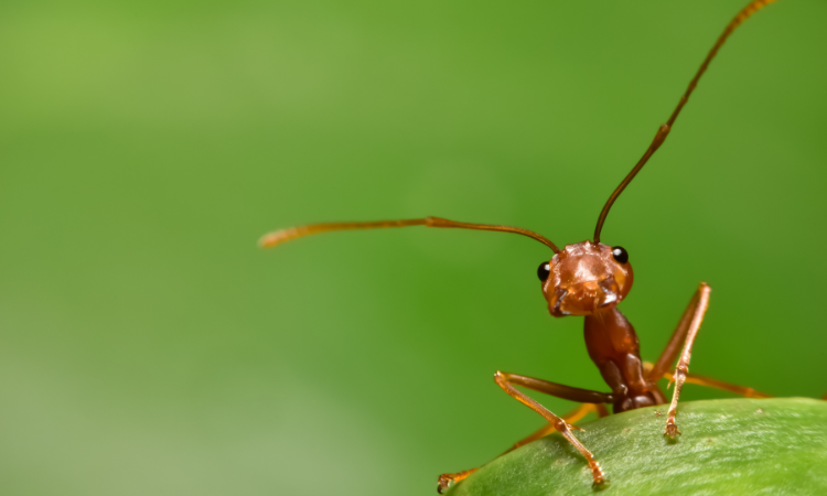 red ant
