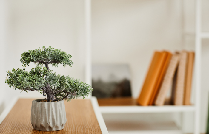 drzewko bonsai domu, koncepcja wabi sabi, przestrzeń