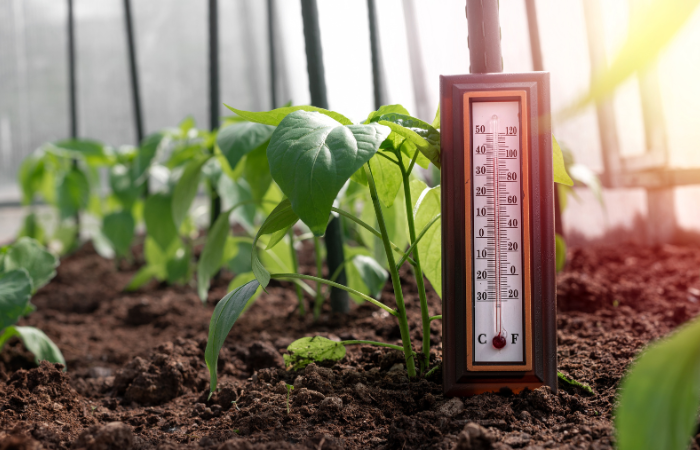 termometr mierzący temperaturę w szklarni pomiędzy sadzonkami. Kontrola idealnej temperatury dla wzrostu sadzonek.