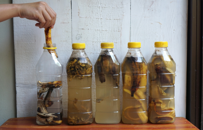 Skórki bananów moczy się w butelkach z przeznaczeniem do wykorzystania jako płynny nawóz organiczny zawierający dużo pierwiastków potasu i azotu