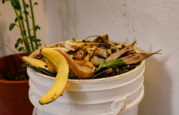 kompostownik ze skórkami o banana