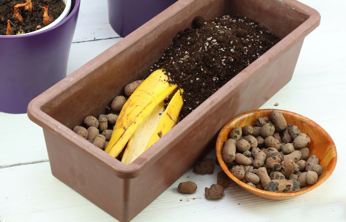 Skórka banana nadaje się do nawożenia roślin. Ekologiczny, naturalny sposób nawożenia roślin i kwiatów w pomieszczeniach zamkniętych.