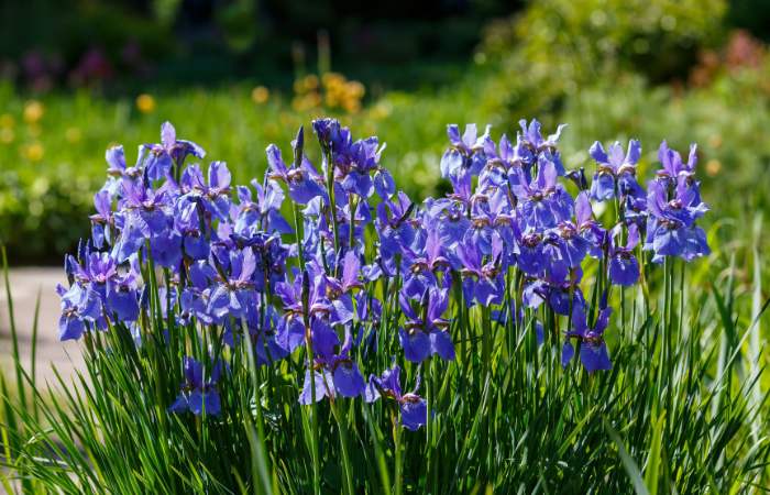 Niebieski irys syberyjski w wiosennym ogrodzie. Grupa kwitnących irysów syberyjskich (iris sibirica) w ogrodzie