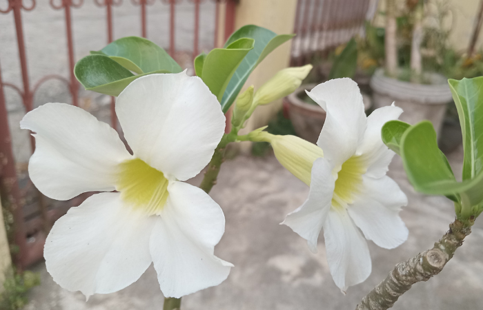 Białe adenium, które kwitnie o każdej porze roku