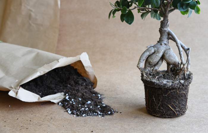 drzewko bonsai przygotowane do wymiany ziemi z nawozem